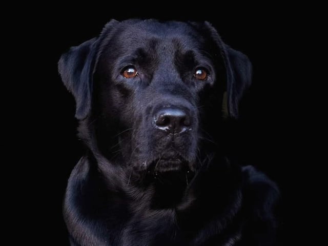 Pappa: Min Frände Sandor Clegane