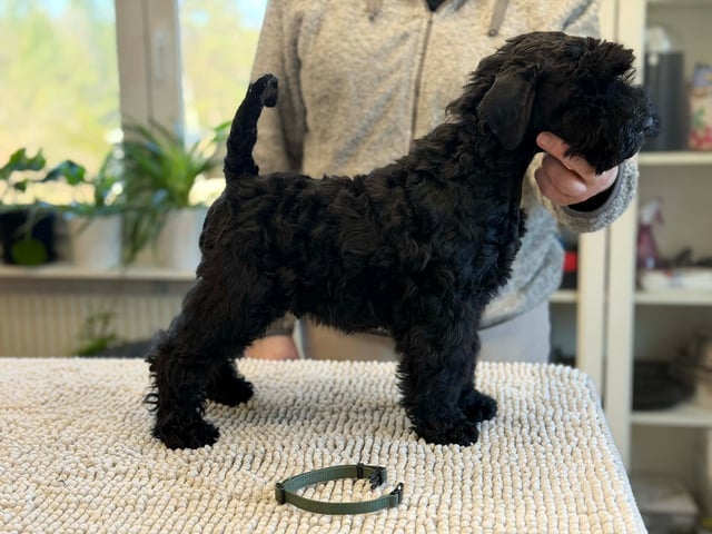 Kerry blue terrier