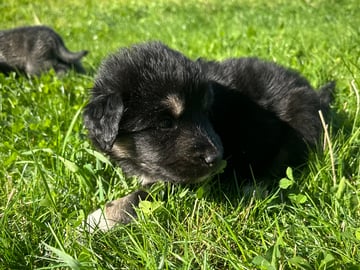 Siberian Husky · Stehag · Millie o Milo kennel