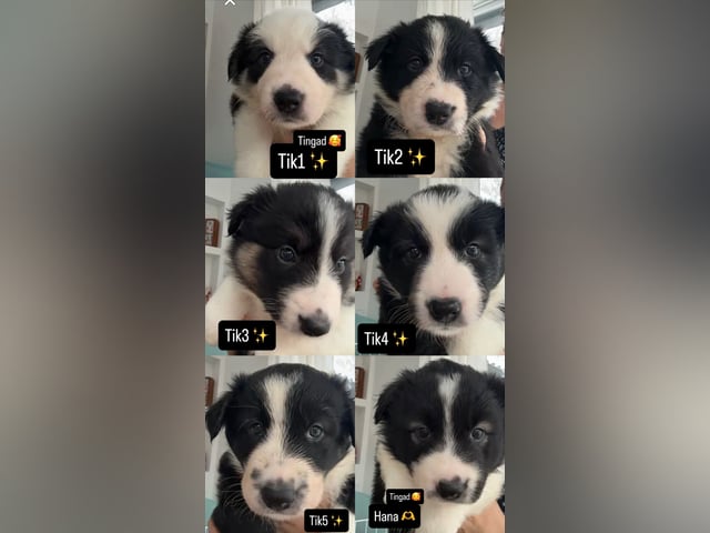 Border Collie