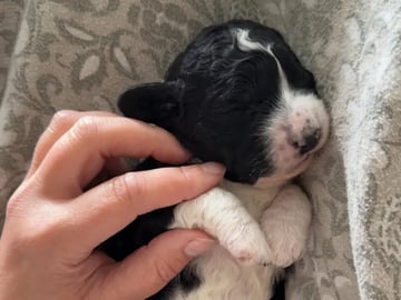 Perro de Agua Español · Lysekloster · Camilla Kvamme Røstum