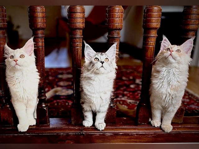 Maine Coon