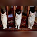 Maine Coon