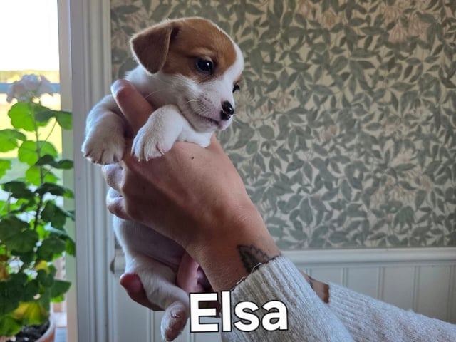 Jack Russell terrier
