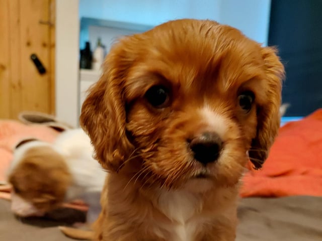 Cavalier king charles spaniel