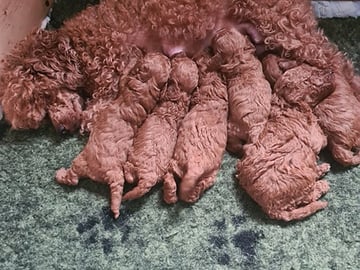 Miniature Poodle · Malm · Malgorzata Sabina Baranek