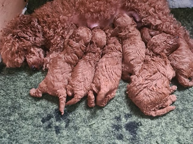 Miniature Poodle · Malm · Malgorzata Sabina Baranek