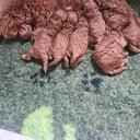 Miniature Poodle
