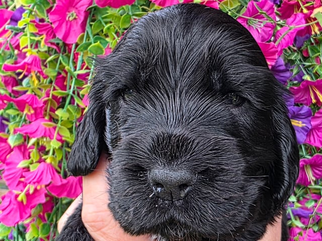 Cocker spaniel · Vikbolandet · Liljeblomman's Kennel