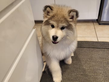 My Sweet Monster