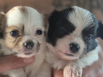 Chihuahua · Mariestad · Mayan Legacy