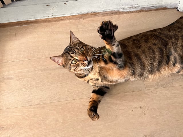 Bengal