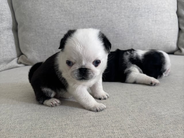 Mops