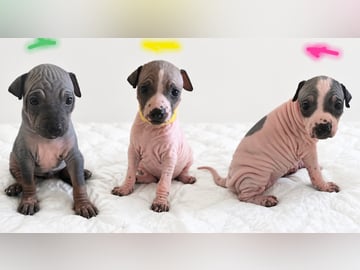 American Hairless Terrier · Nyråd · Christina Biskopstø