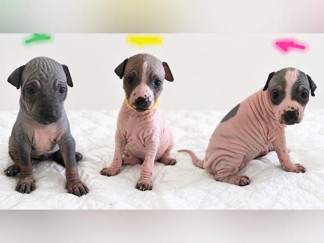 American Hairless Terrier · Nyråd · Christina Biskopstø