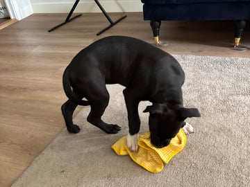 American bully · Malmö · Eric H.