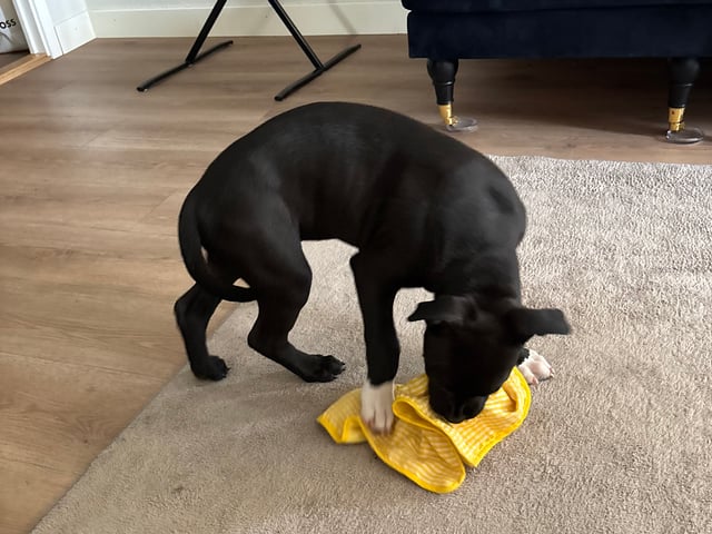 American bully · Malmö · Eric H.
