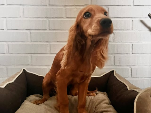 Puppy: Paloma