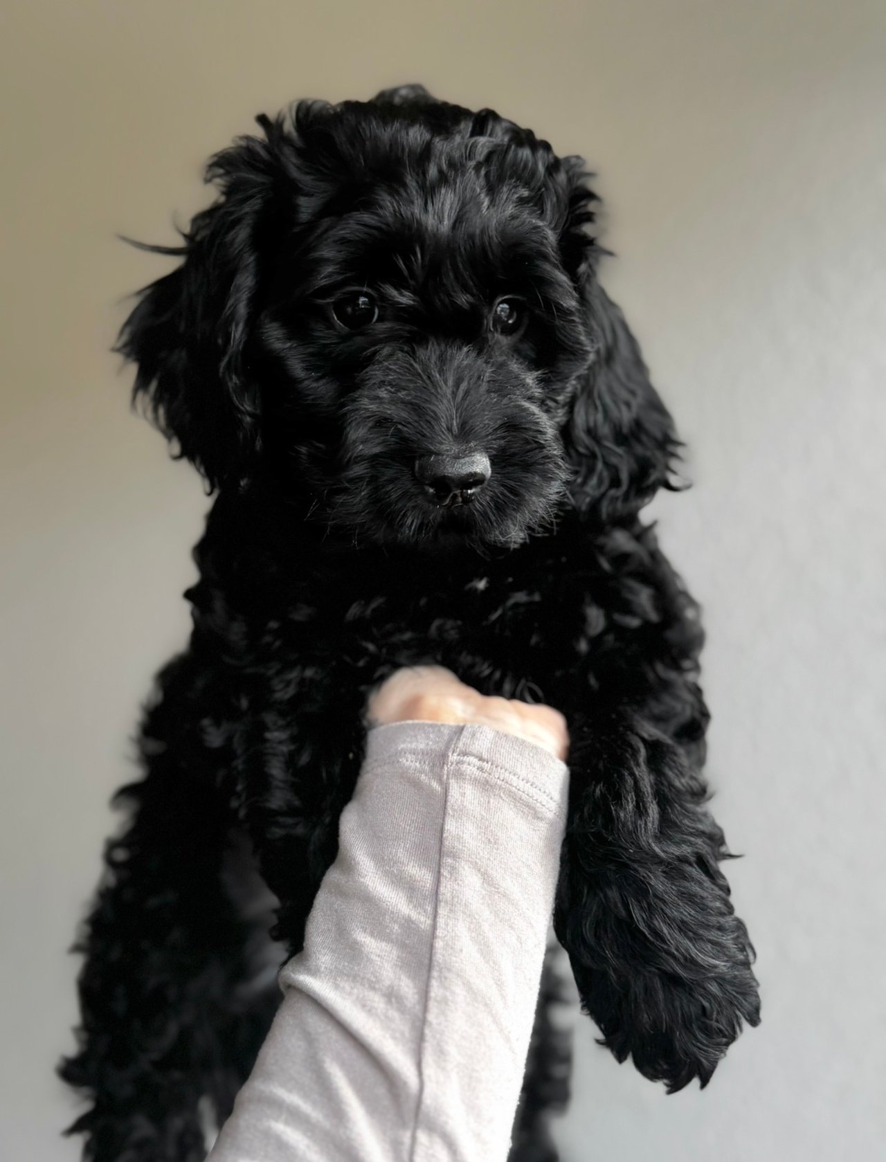 Royalcockerpoo