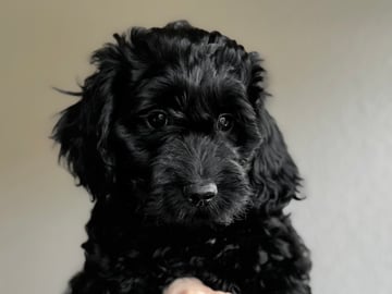 Royalcockerpoo