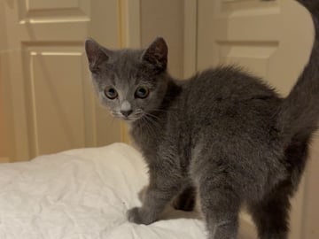 Ragdoll · Hässleholm · Kattunge till salu