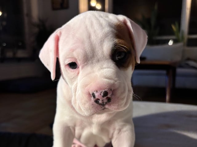 American staffordshire terrier