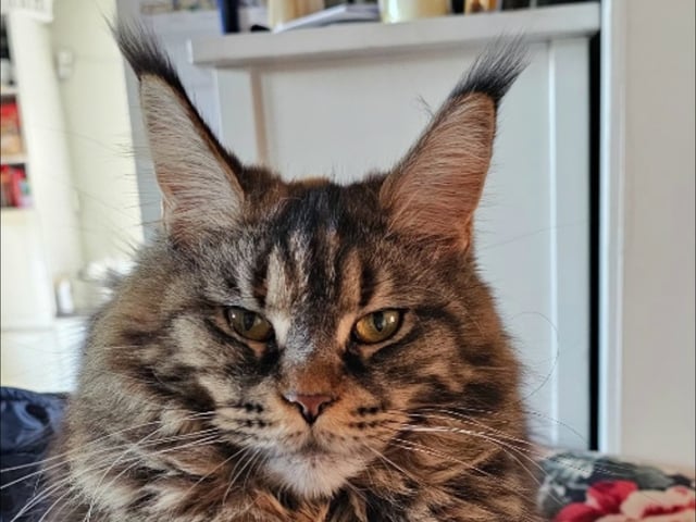 Mor: SE* Big paws Astrid