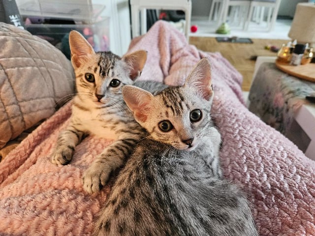 Egyptisk Mau