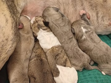 Whippet · Storås · Allfirda