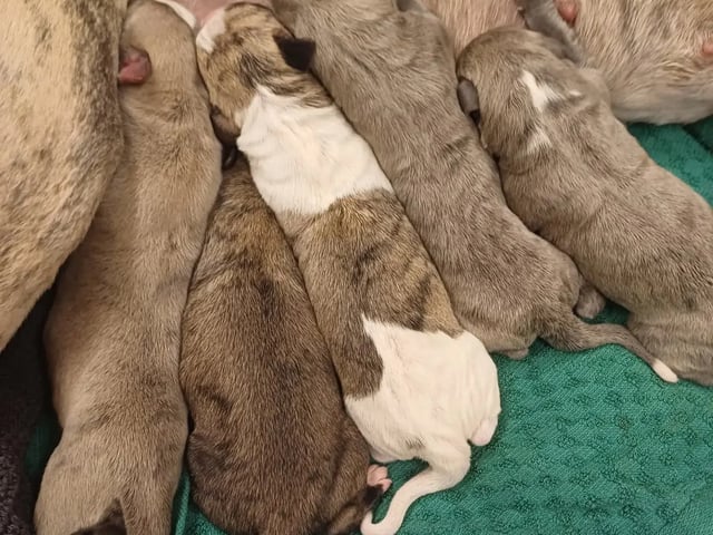 Whippet · Storås · Allfirda