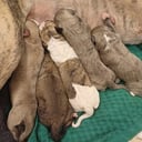 Whippet