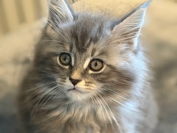 Höjden’s Lynx