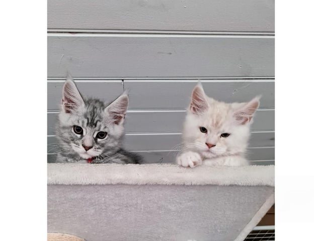 Maine Coon
