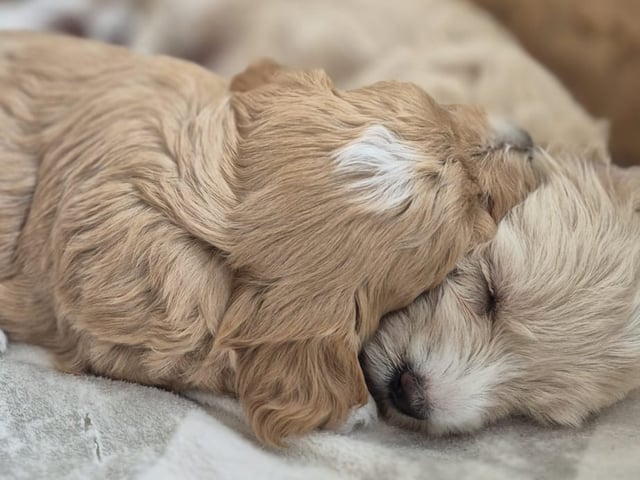 Maltipoo