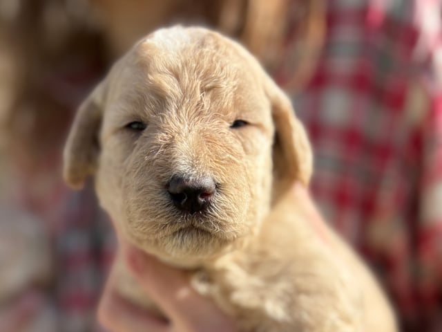 Labradoodle