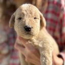 Labradoodle