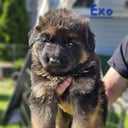 Schäferhund