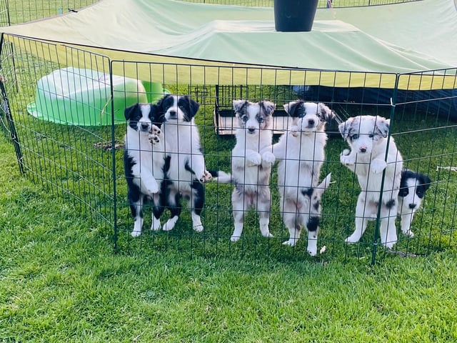 Border collie