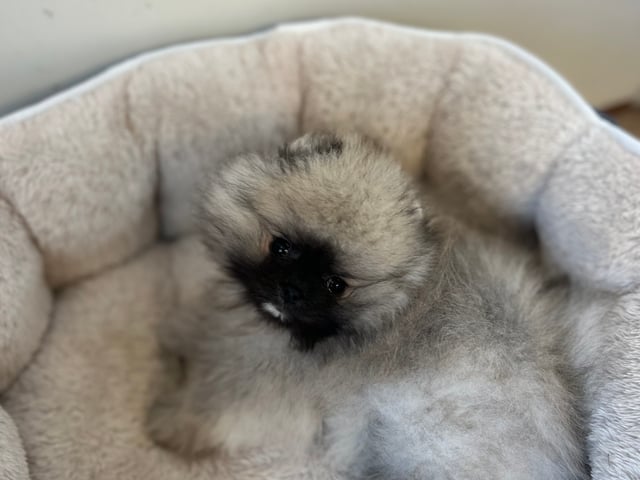 Pomeranian
