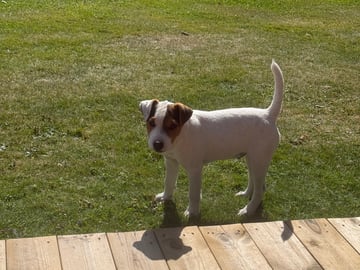 Jack Russell terrier · Nora · Decoy