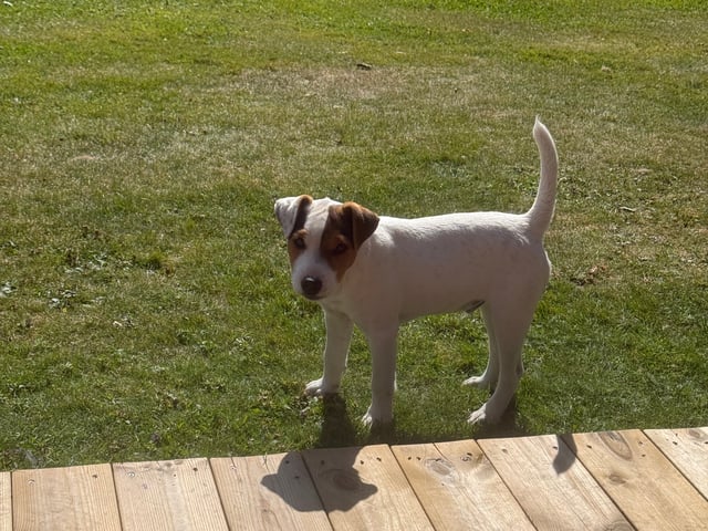 Jack russell terrier · Nora · Decoy
