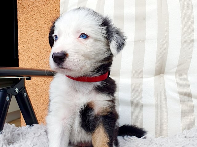 Border Collie