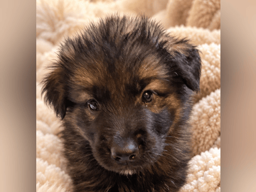 Schäferhund · Liden · Snömarkens
