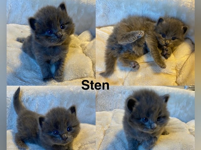 Maine coon / ragdoll / mix · Ursviken · Karin T.