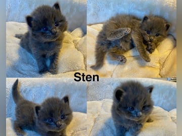 Maine coon / ragdoll / mix · Ursviken · Karin T.