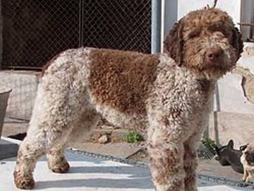 Redéns Lagotto