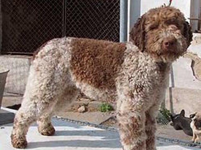 Lagotto romagnolo