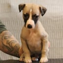 Whippet