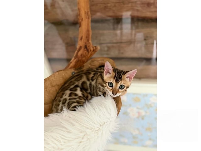 Bengal