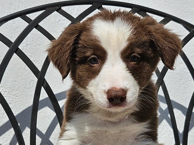 Border collie
